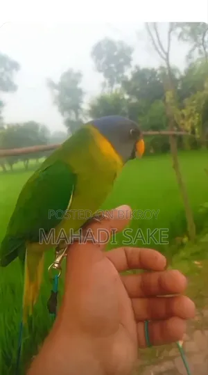 Female Alexandrine Parakeet