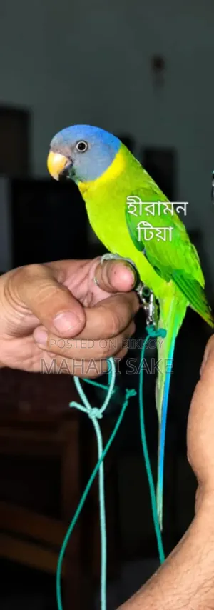 Female Alexandrine Parakeet
