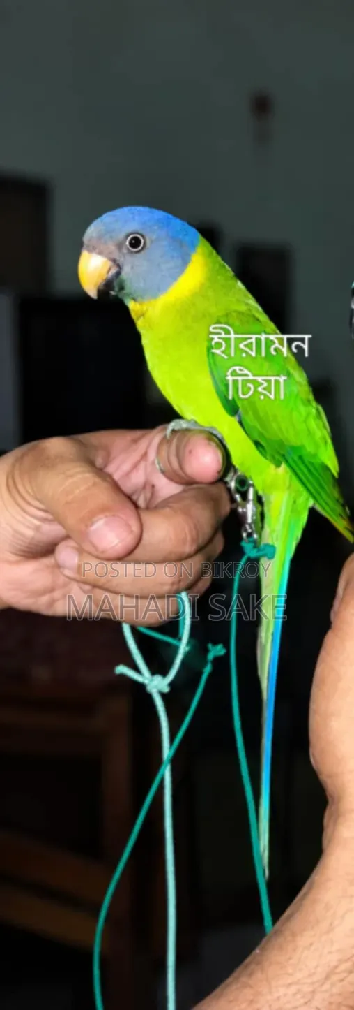 Female Alexandrine Parakeet
