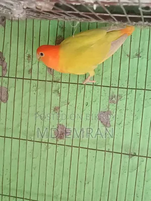 লাভ বার্ড মেল পাখি