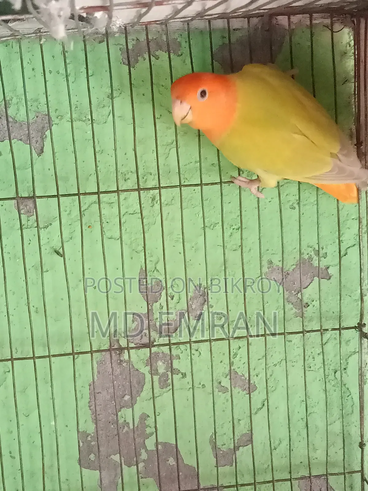 লাভ বার্ড মেল পাখি