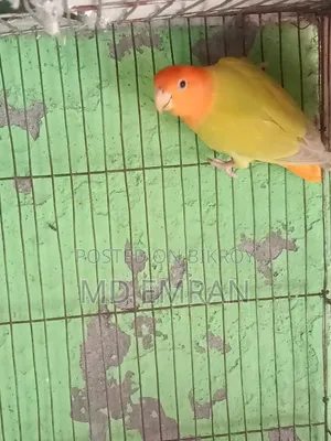 লাভ বার্ড মেল পাখি