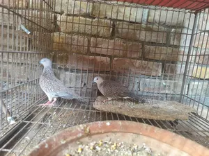 তিলা ঘুঘু ২ পেয়ার