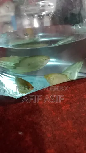 Gourami Fish (Pair)