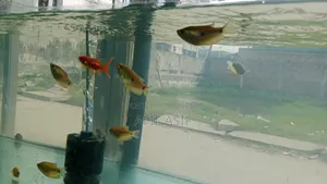 Gourami Fish (Pair)