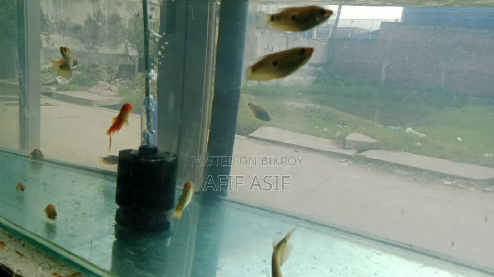 Gourami Fish (Pair)
