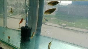 Gourami Fish (Pair)