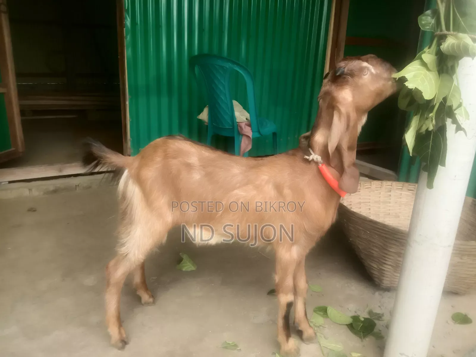 Fixed Price Tota Pori Khasi Those Who Need Please Contact