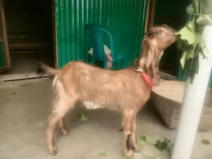 Fixed Price Tota Pori Khasi Those Who Need Please Contact
