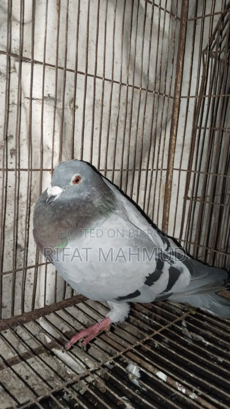 সবজি রেসার পুরুষ বিক্রির জন্য