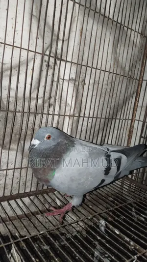 সবজি রেসার পুরুষ বিক্রির জন্য