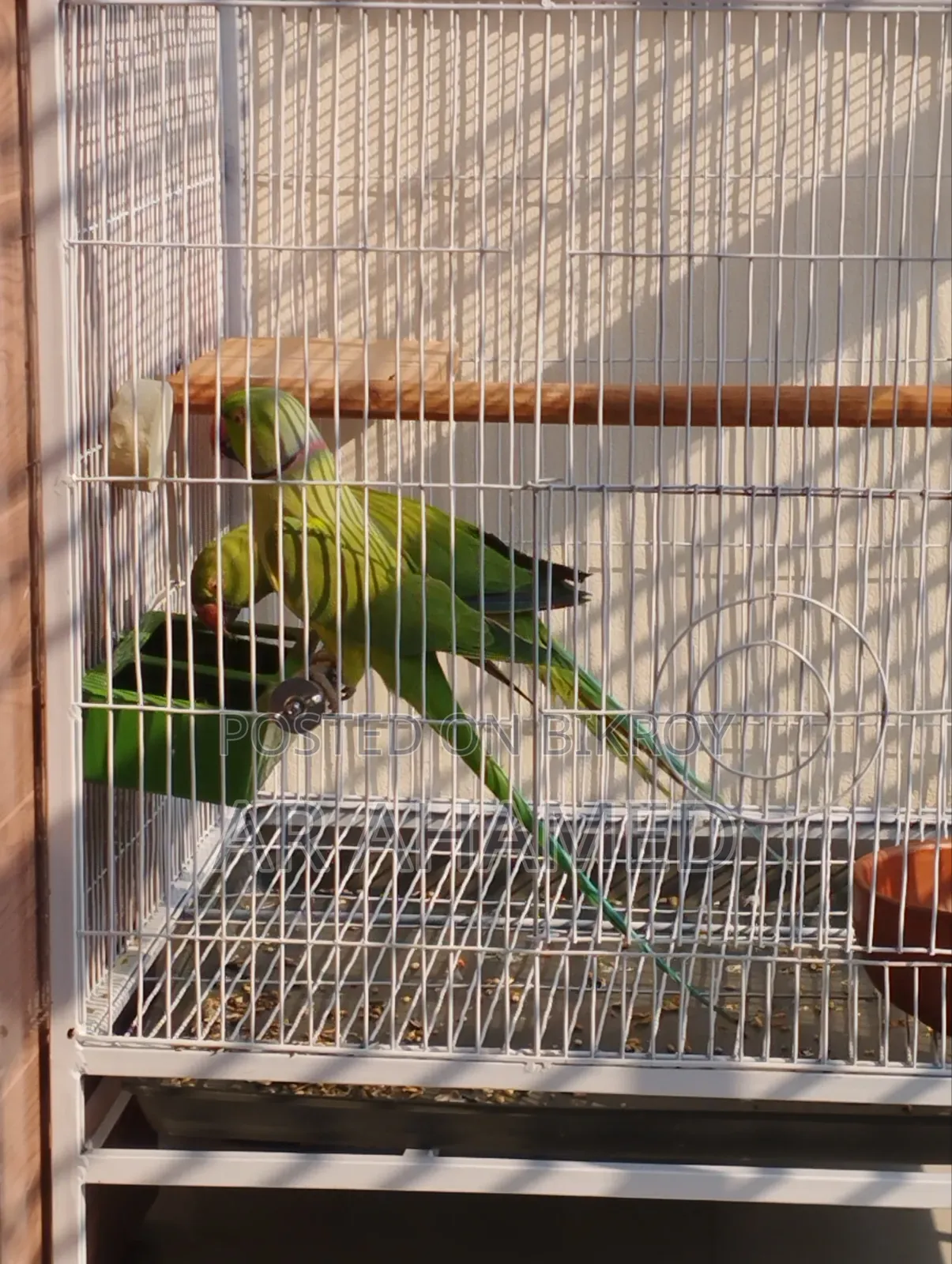 ইন্ডিয়ান রিংনেক টিয়া পাখি ১ জোরা।