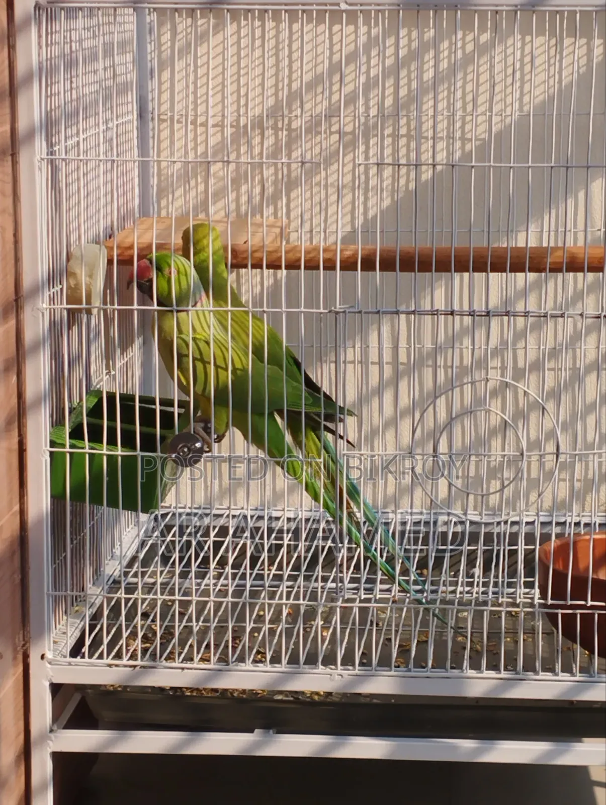 ইন্ডিয়ান রিংনেক টিয়া পাখি ১ জোরা।