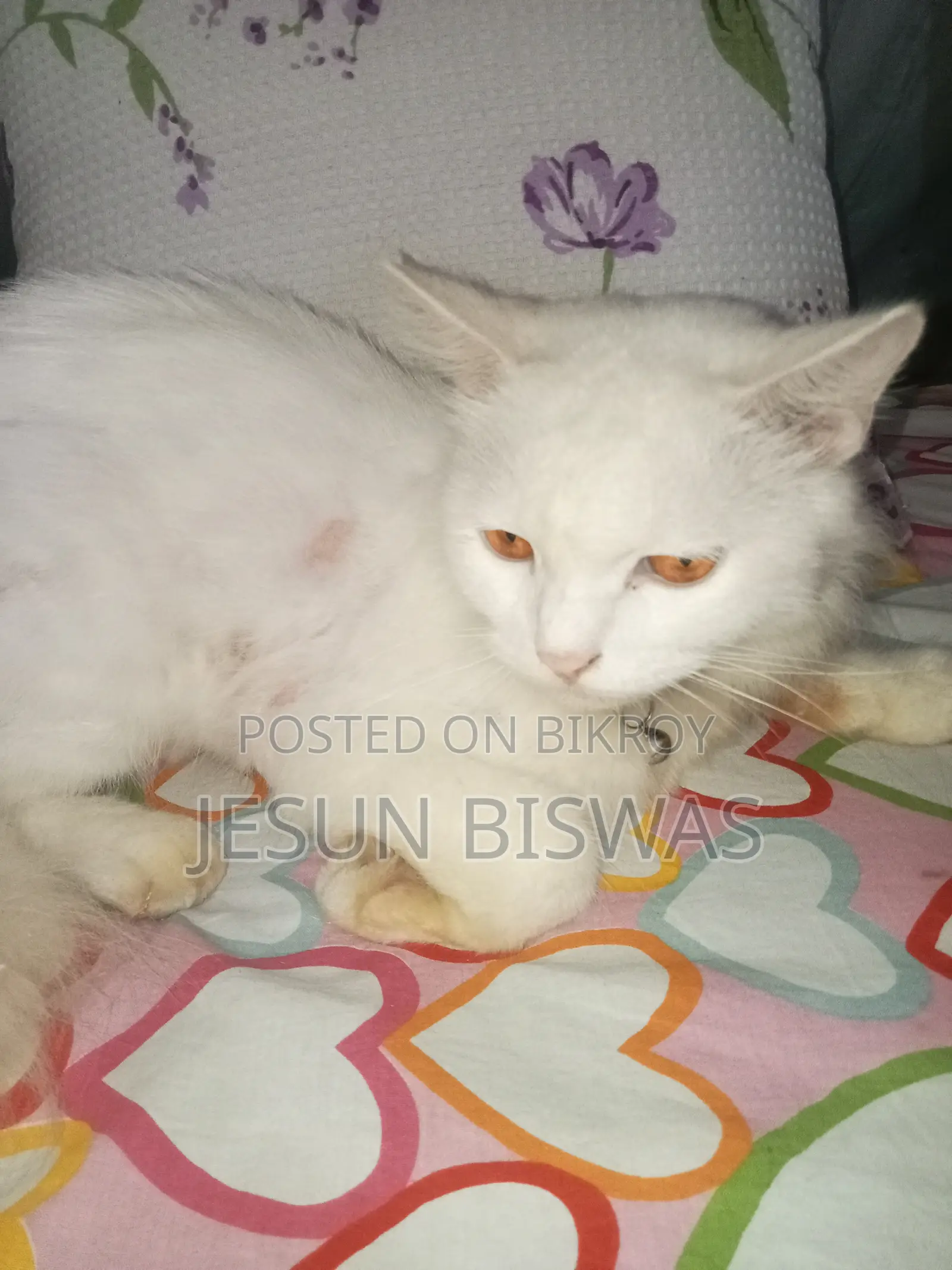 ৩-৬ মাসের পুরুষ বিশুদ্ধ পার্সিয়ান