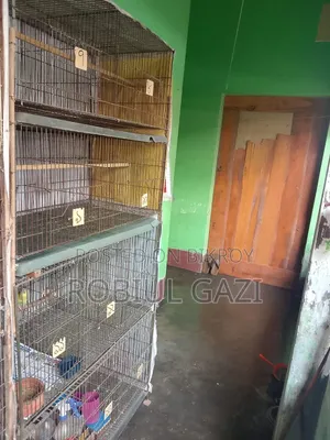 দশরুমের একটি বিশাল খাঁচা বিক্রি হবে