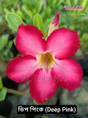 এডেনিয়ামের অফার চলছে।