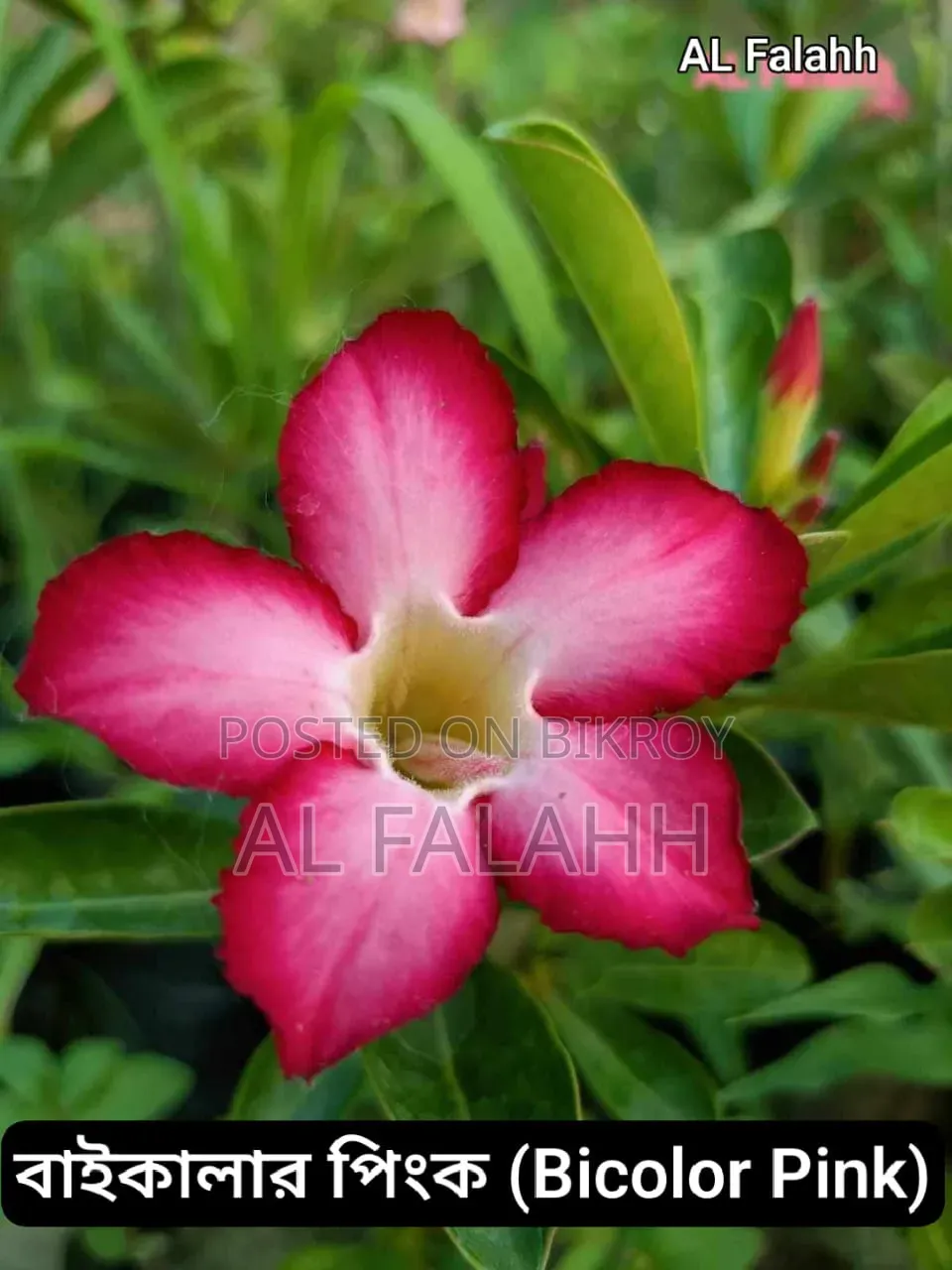 এডেনিয়ামের অফার চলছে।