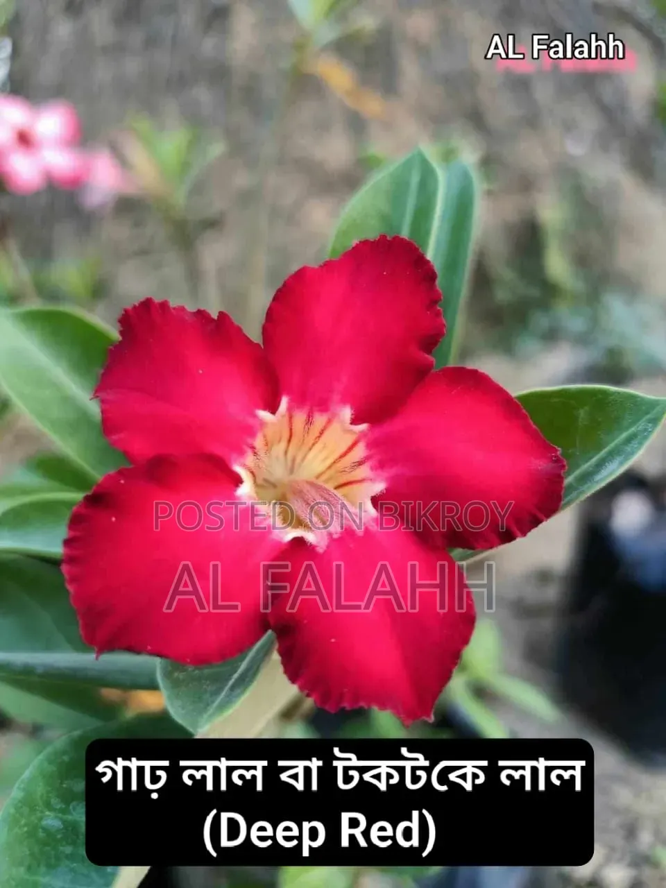 এডেনিয়ামের অফার চলছে।