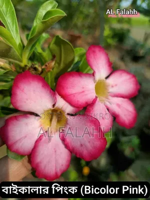 এডেনিয়ামের অফার চলছে।