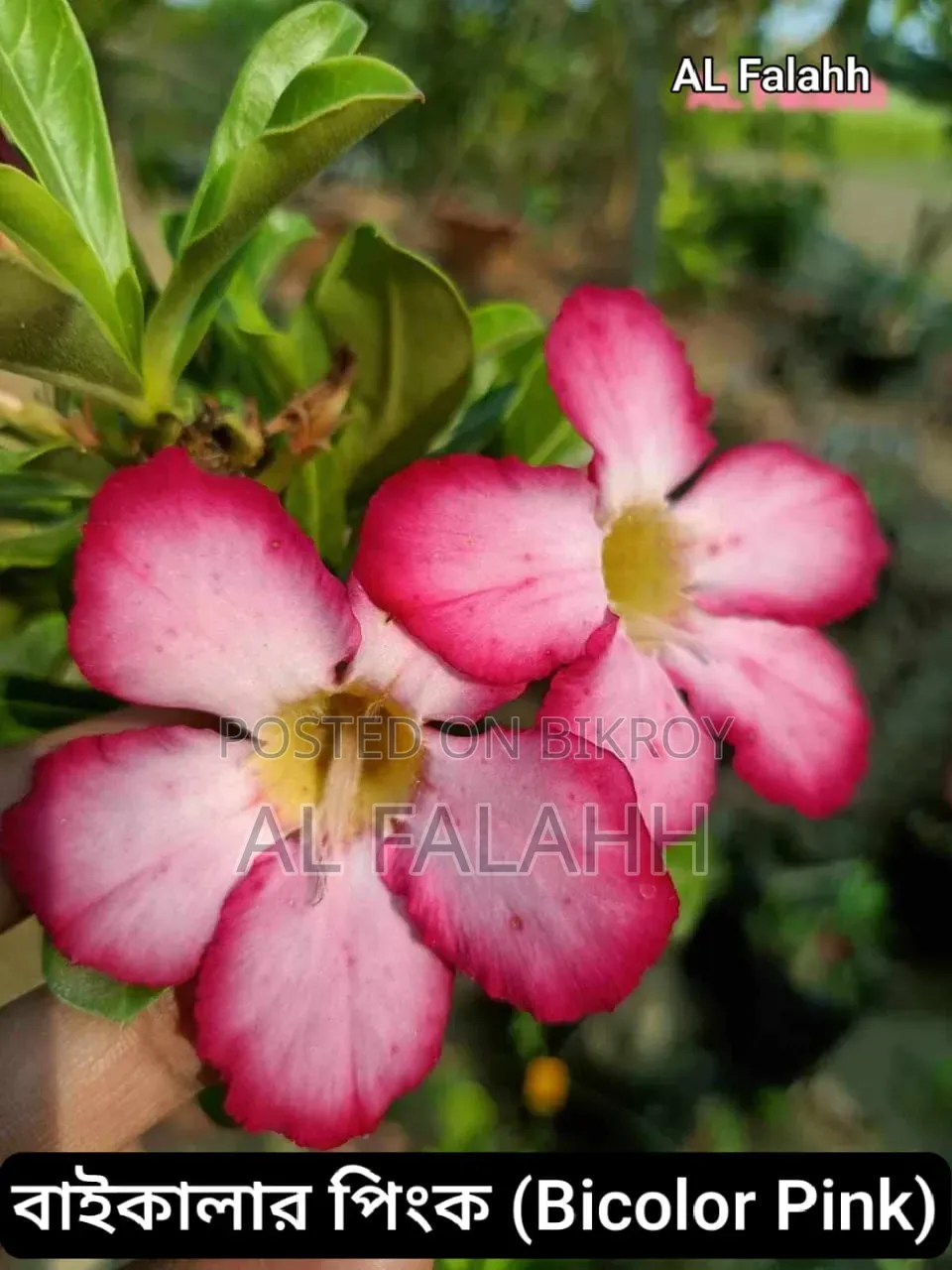 এডেনিয়ামের অফার চলছে।
