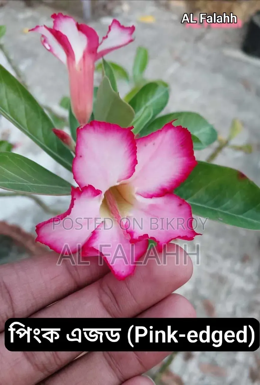 এডেনিয়ামের অফার চলছে।