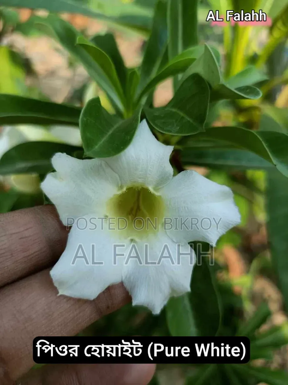 এডেনিয়ামের অফার চলছে।