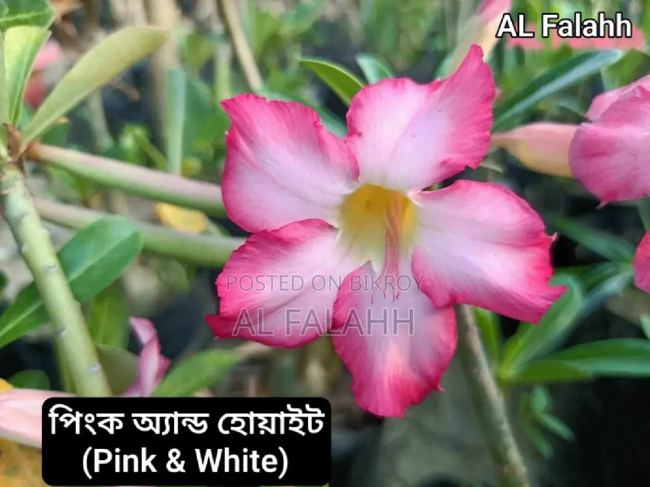 এডেনিয়ামের অফার চলছে।