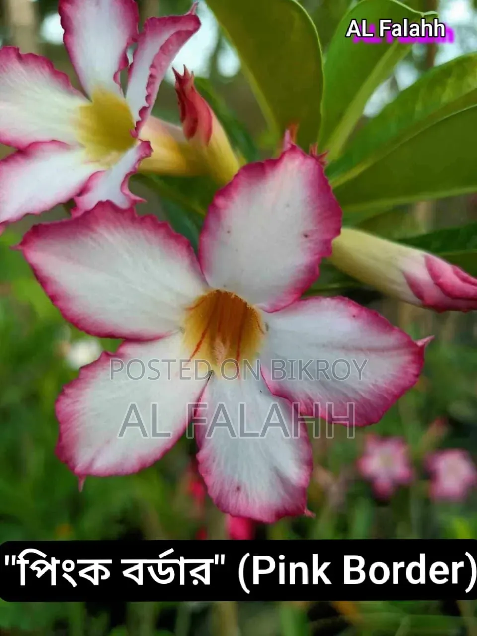 এডেনিয়ামের অফার চলছে।