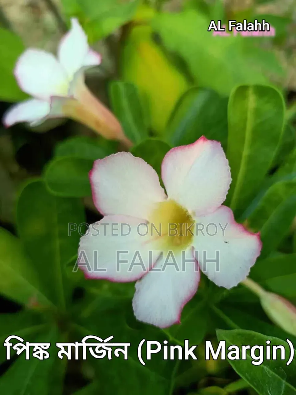 এডেনিয়ামের অফার চলছে।