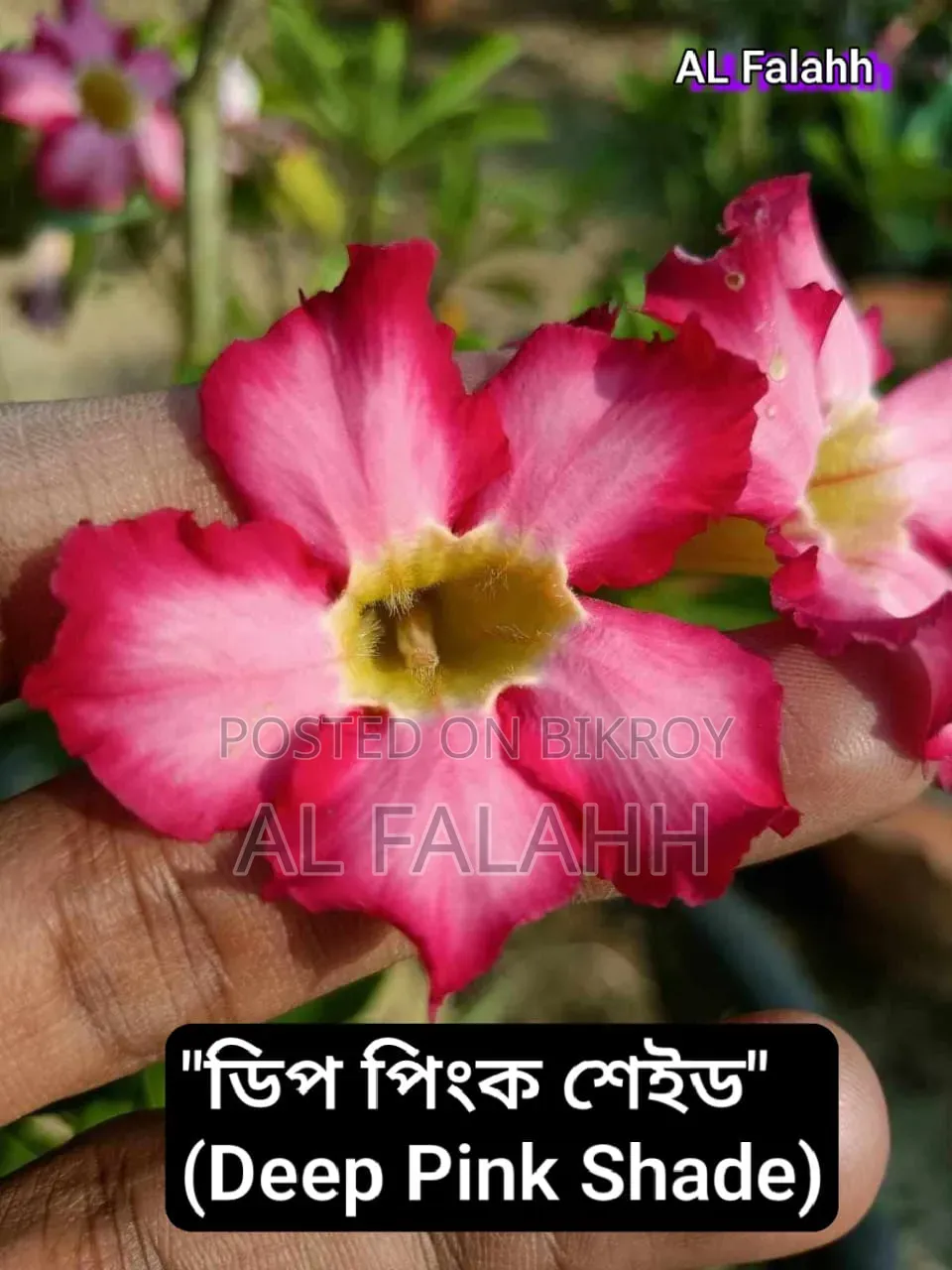 এডেনিয়ামের অফার চলছে।