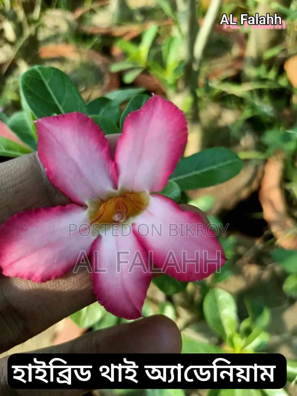 এডেনিয়ামের অফার চলছে।