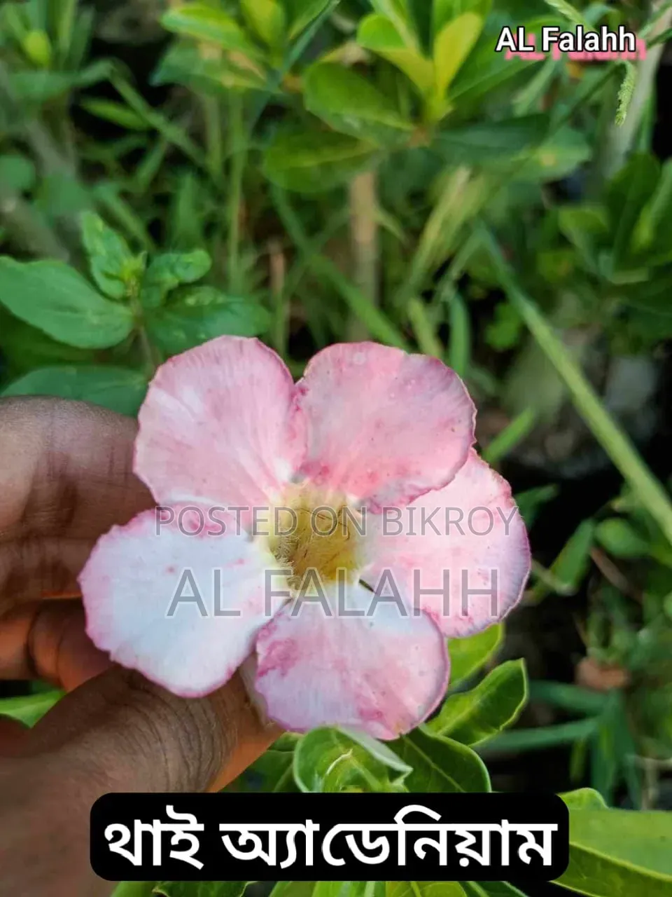 এডেনিয়ামের অফার চলছে।