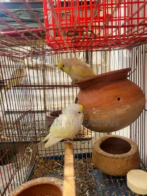 ক্রিমিনো জেপি