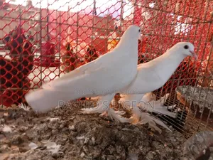 কবুতর বিক্রয়