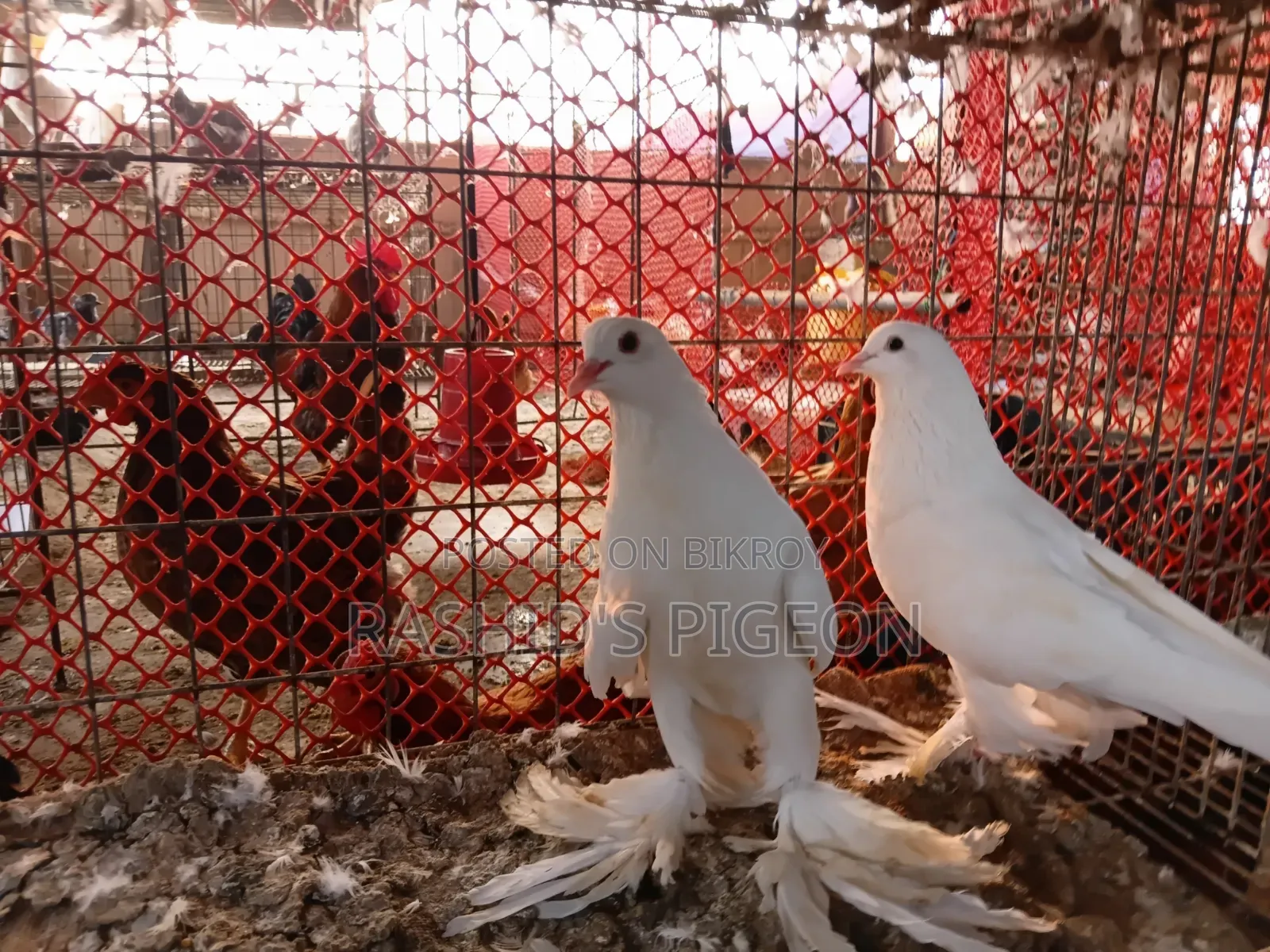 কবুতর বিক্রয়