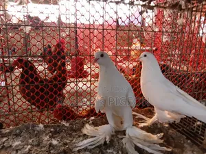 কবুতর বিক্রয়
