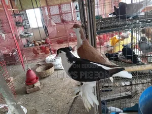 কবুতর বিক্রয়