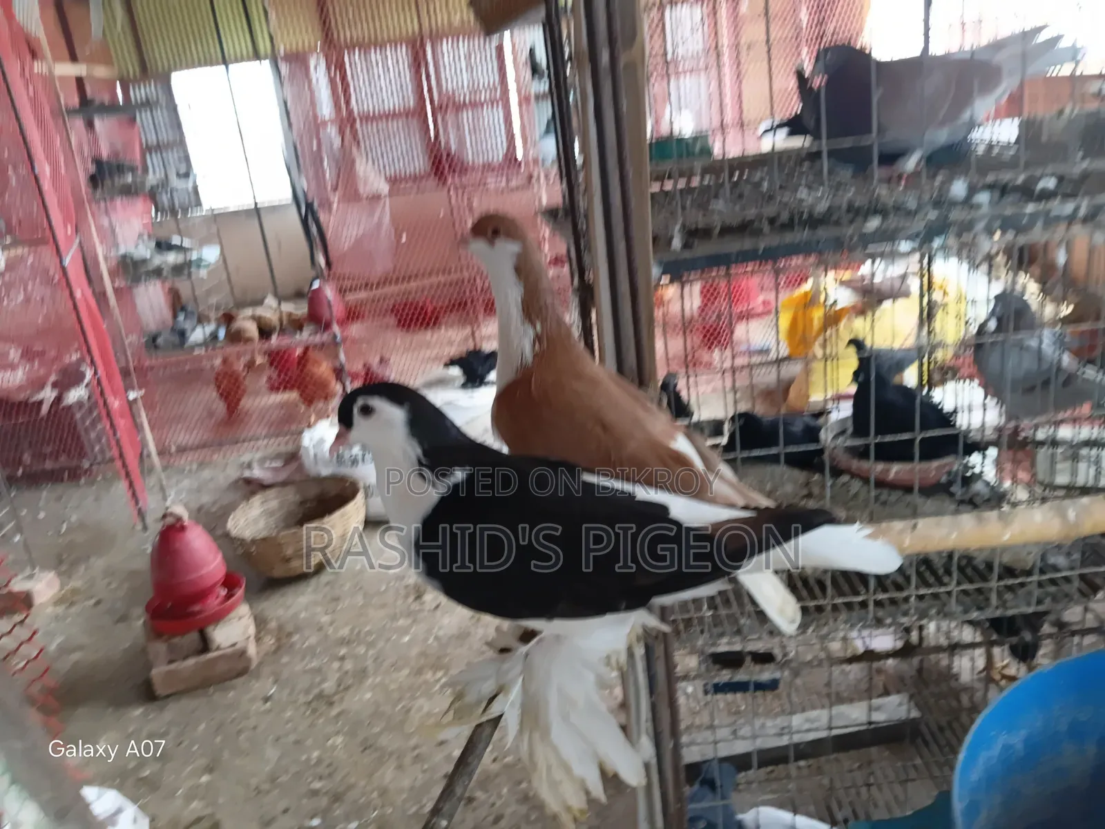 কবুতর বিক্রয়