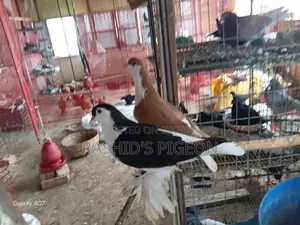 কবুতর বিক্রয়