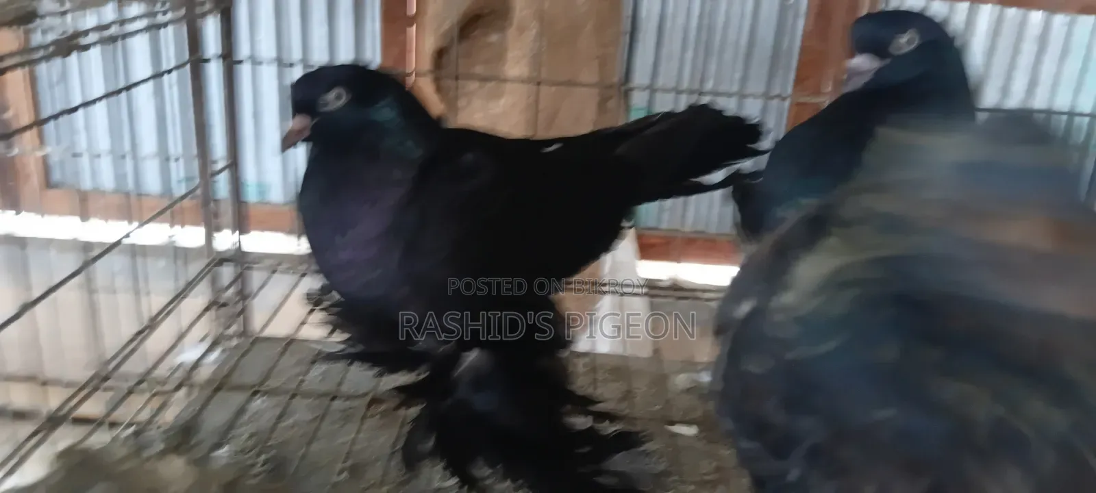 কবুতর বিক্রয়