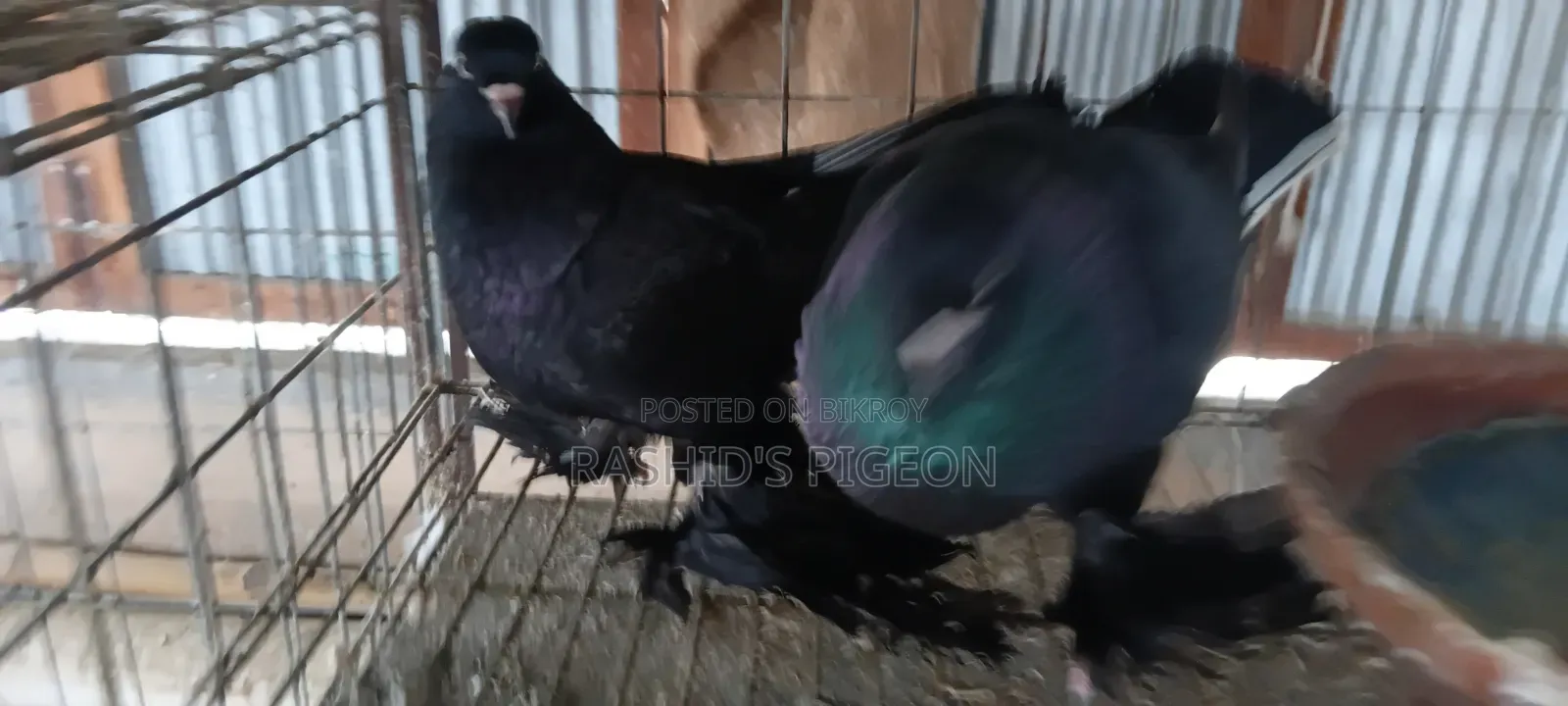 কবুতর বিক্রয়