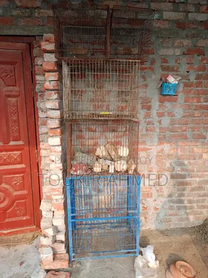 খাচা এবং খাবারের পট বিক্রয় করা হবে