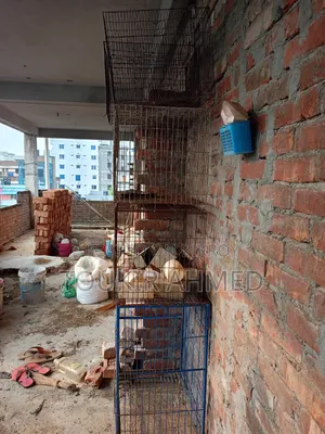 খাচা এবং খাবারের পট বিক্রয় করা হবে