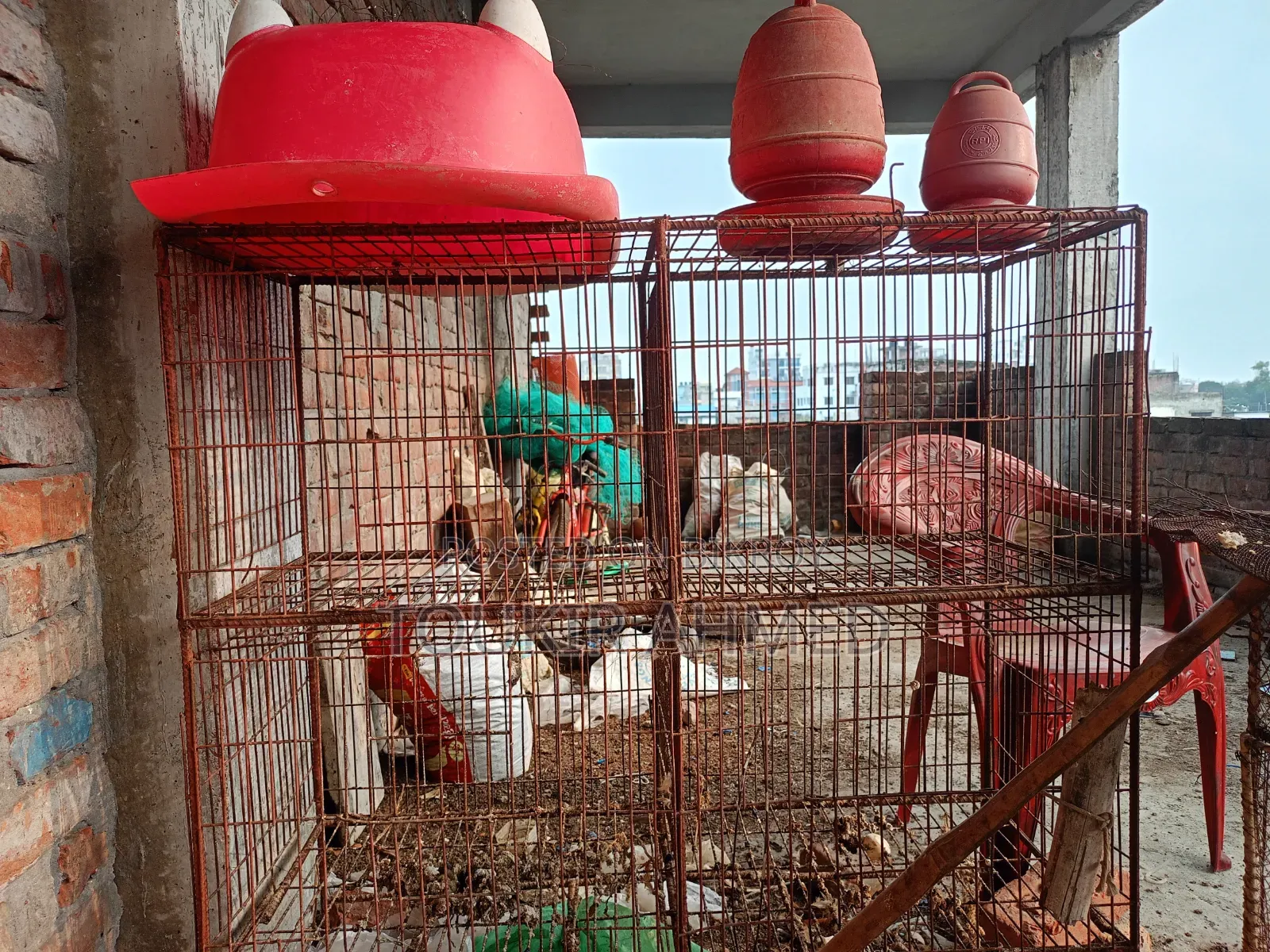 খাচা এবং খাবারের পট বিক্রয় করা হবে