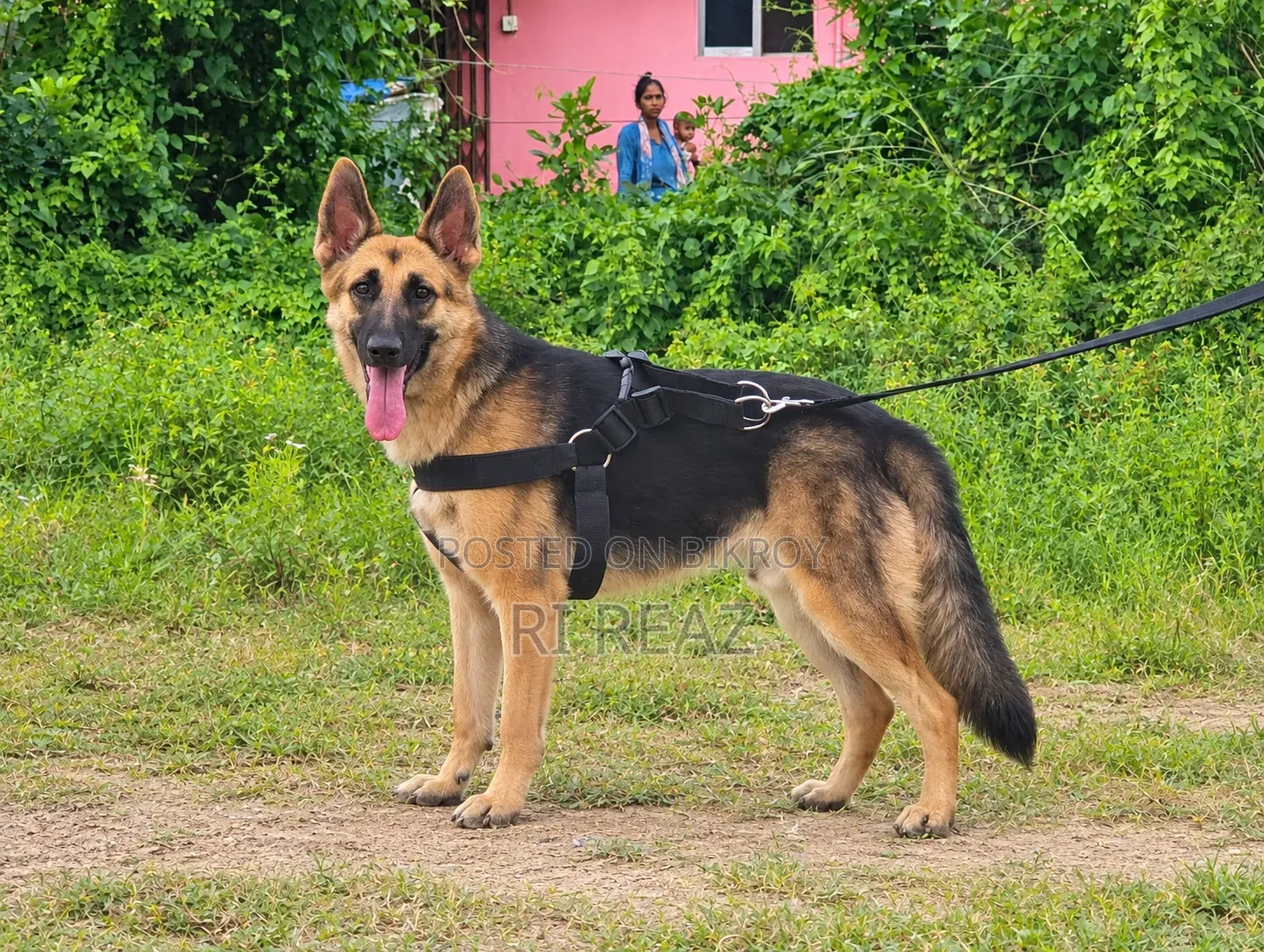 3 to 6 months Female Purebred German Shepherd
