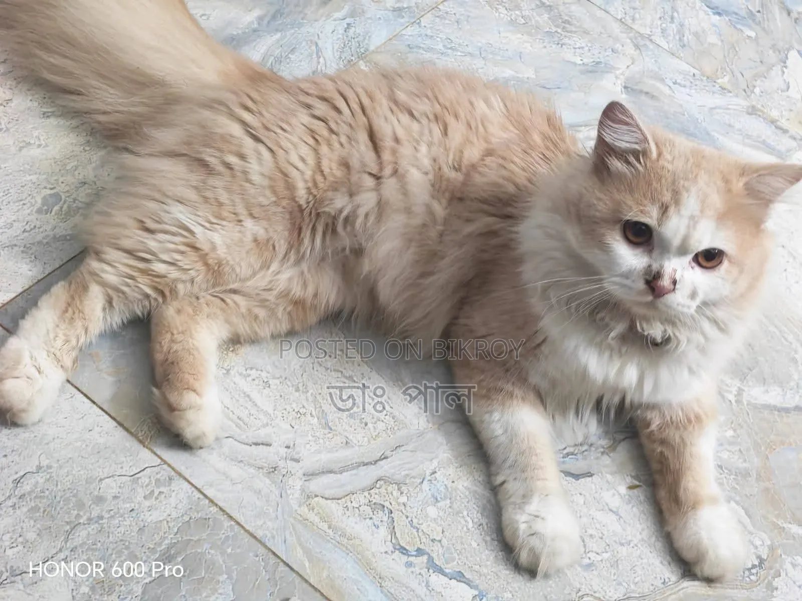 6-12 months Female Purebred Persian