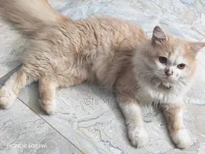 6-12 months Female Purebred Persian