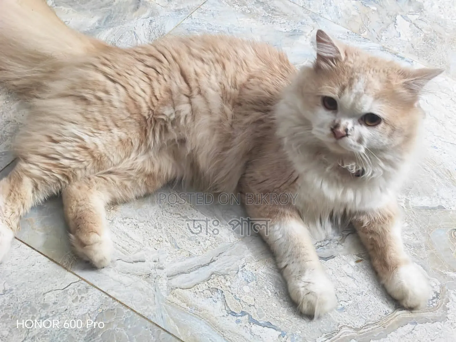 6-12 months Female Purebred Persian