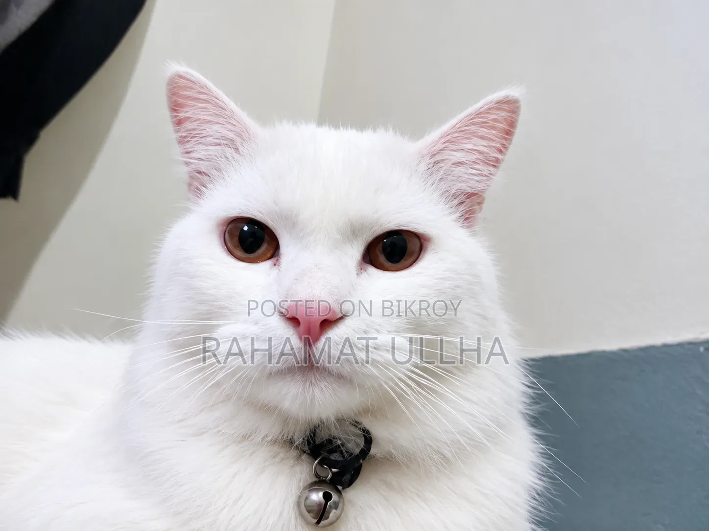3-6 months Male Purebred Oriental
