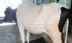 No. 1741 Heifer cow for rearing, good breed.